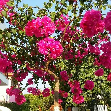 Tavilogullari Dalyan