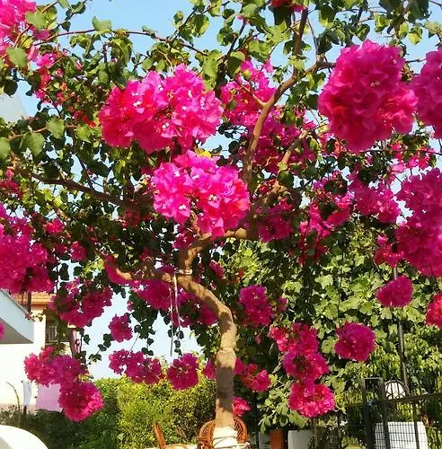 Tavilogullari Dalyan